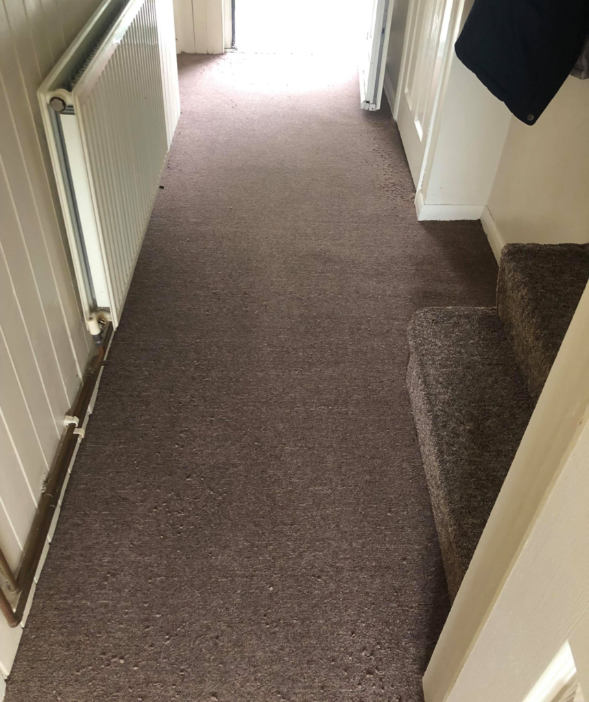 Carpet After Cleaning