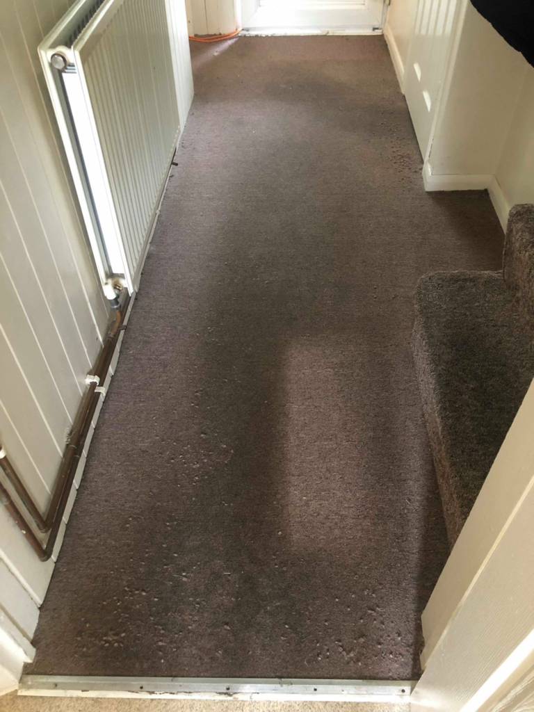 Carpet Before Cleaning