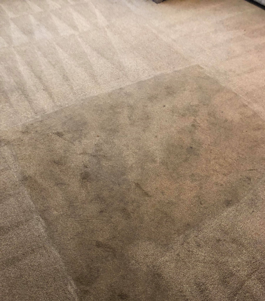 Carpet Cleaning in Maldon